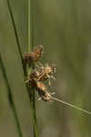 Sturdy bulrush